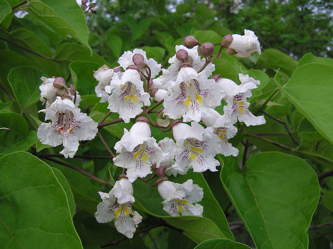 Catalpa bignonioides, Indian Bean Tree
