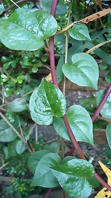 Basella Alba Rubra, Indian Spinach RED
