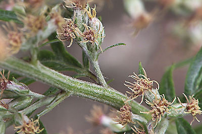 Artemisia Vulgaris, Mugwort
