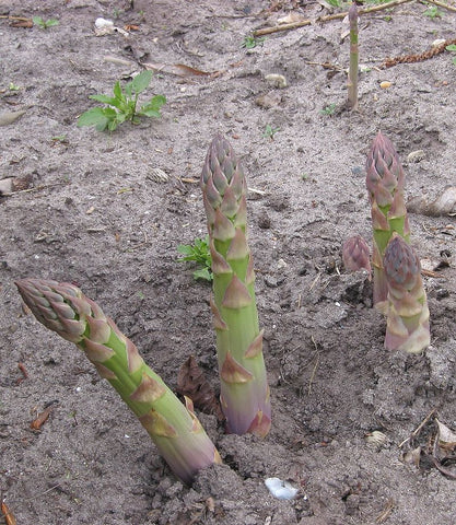Asparagus officinalis, Asparagus - Connovers Colossal