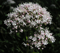 "Valeriana officinalis02". Licensed under CC BY-SA 3.0 via Wikimedia Commons.