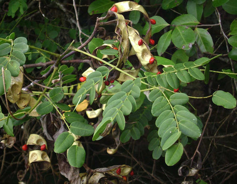 Adenanthera pavonina, Red Sandalwood Tree