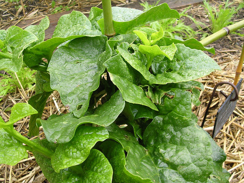 Ocimum Basilicum, Sweet Basil - Napolitano (Lettuce Leaf Basil)