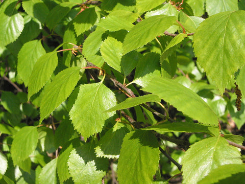 Betula pubescens, White or Downy Birch