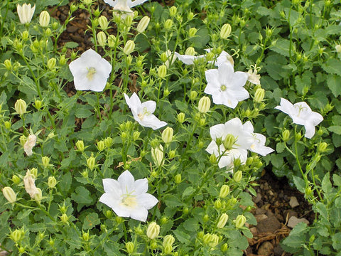 Campanula Carpatica, Tussock Bellflower - White