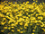 "Chrysanthemum coronarium ap 10" by Ariel Palmon - Own work. Licensed under CC BY-SA 3.0 via Wikimedia Commons.