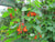"Haricots en fleurs" by Dinkum - Own work. Licensed under CC0 via Wikimedia Commons - https://commons.wikimedia.org/wiki/File:Haricots_en_fleurs.JPG#/media/File:Haricots_en_fleurs.JPG