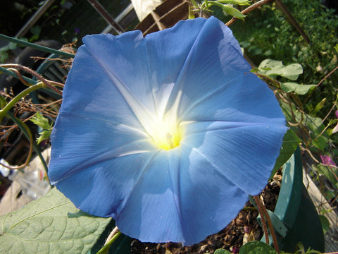 Ipomoea tricolor, Morning Glory - Heavenly Blue Clarks Early