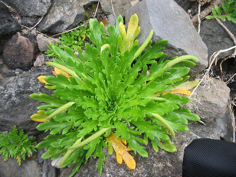 Plantago Coronopus, Buck's Horn Plantain, Minutina, Erba stella
