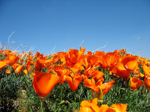 Eschscholzia Californica, Californian Poppy - Aurantiaca Orange