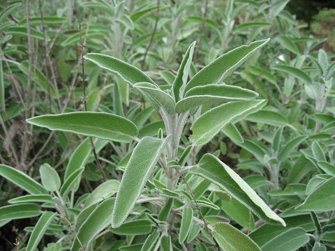 Salvia officinalis, English Sage