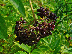 "Sambucus canadensis 004" by H. Zell - Own work. Licensed under CC BY-SA 3.0 via Wikimedia Commons - https://commons.wikimedia.org/wiki/File:Sambucus_canadensis_004.JPG#/media/File:Sambucus_canadensis_004.JPG