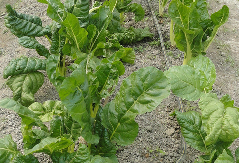 Spinacia oleracea, Spinach - Viroflay