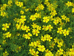 "Tagetes tenuifolia yellow" by No machine-readable author provided. Goku122 assumed (based on copyright claims). - No machine-readable source provided. Own work assumed (based on copyright claims).. Licensed under CC BY-SA 3.0 via Wikimedia Commons.