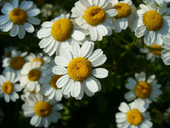 "Tanacetum parthenium" by Neelix at English Wikipedia - Transferred from en.wikipedia to Commons by Quadell using CommonsHelper.. Licensed under Public Domain via Wikimedia Commons.