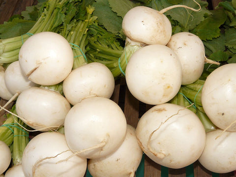 Brassica rapa, Turnip - Snowball