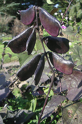 Lablab Purpureus, Lablab Bean, Hyacinth Bean