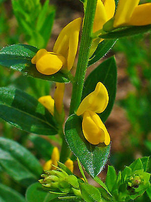 Genista tinctoria, Dyer's Greenweed