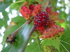 "WhiteMulberry" by I, Josconklin. Licensed under CC BY 2.5 via Wikimedia Commons.