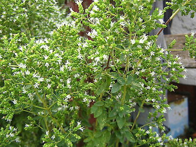 Origanum vulgare ssp hirtum, Greek Oregano