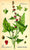 Chenopodium Capitatum, Strawberry Spinach / Blite, Beet Berry, edible