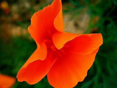 Eschscholzia Californica, Californian Poppy RED CHIEF