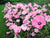 Photo By Dwight Sipler from Stow, MA, USA (Lavatera Tanagra  Uploaded by Epibase) [CC-BY-2.0 (http://creativecommons.org/licenses/by/2.0)], via Wikimedia Commons.