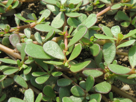 Portulaca oleracea, Green Purslane