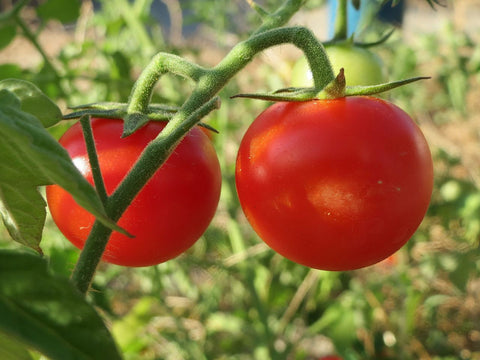 Lycopersicon esculentum, Tomato - Ailsa Craig