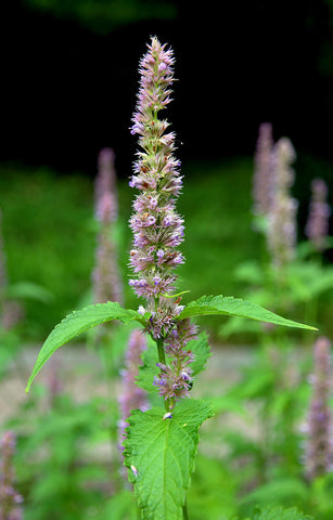 Agastache Mexicana, mexican giant hyssop - blue form