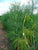 Foeniculum vulgare, Fennel Common