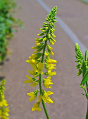 "Melilotus officinalis 002" by H. Zell - Own work. Licensed under CC BY-SA 3.0 via Wikimedia Commons - https://commons.wikimedia.org/wiki/File:Melilotus_officinalis_002.JPG#/media/File:Melilotus_officinalis_002.JPG