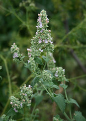 "Nepeta cataria 1" by Franz Xaver - Own work. Licensed under CC BY-SA 3.0 via Wikimedia Commons