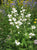 "Polemonium caeruleum white" by Meneerke bloem - Own work. Licensed under CC BY-SA 3.0 via Wikimedia Commons.