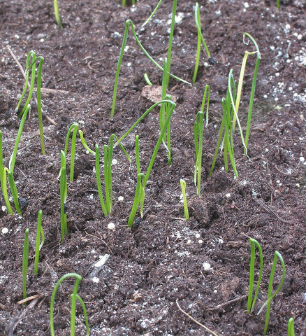 Seeds for Sprouting - Leek