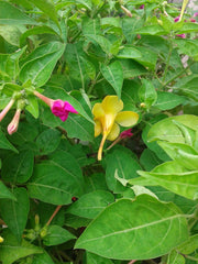 Mirabilis Jalapa, Marvel of Peru - open pollinated mix