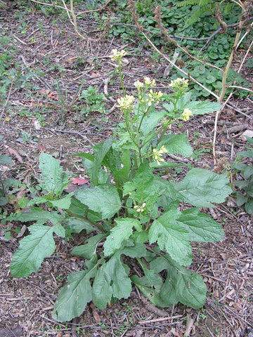 Brassica nigra, Black / Brown Mustard