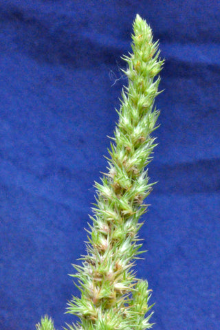 Amaranthus Hypochondriacus, Princes Feather Amaranth - Green Thumb