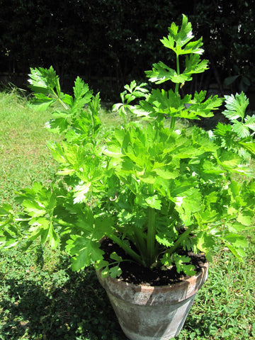 Apium graveolens, Leaf Celery (Soup Celery), Green