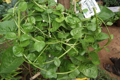 Photo "Basella rubra aka indian spinach or Basella alba 7451" by Rameshng - Own work. Licensed under CC BY-SA 3.0 via Wikimedia Commons.