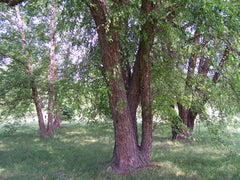 By Bruce Marlin - Own work http://www.cirrusimage.com/tree_river_birch.htm, CC BY-SA 2.5, https://commons.wikimedia.org/w/index.php?curid=2788612