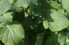 Brassica Carinata, Abyssinian Cabbage, Texsel Greens