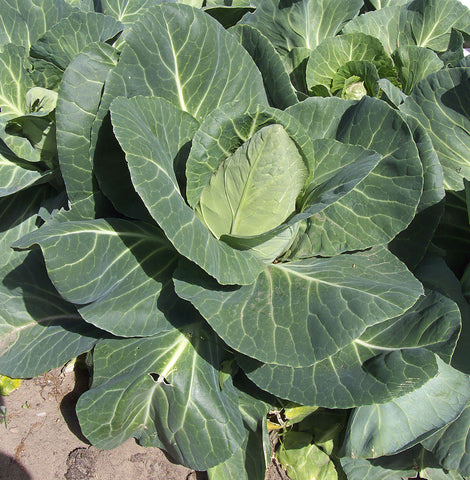 Brassica, Spring Cabbage  - Offenham 3 Wintergreen