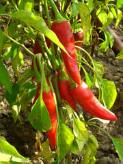 Photo "Capsicum annuum 'de Cayenne' 003" by H. Zell - Own work. Licensed under Creative Commons Attribution-Share Alike 3.0 via Wikimedia Commons