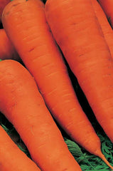 Daucus carota, Carrot - Autumn King 2