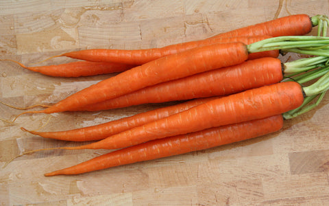 Daucus carota ssp Sativa, Carrot - Amsterdam Forcing 2