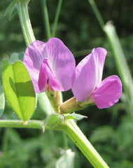 By Phil Sellens from East Sussex (Common Vetch (Vicia sativa)) [CC BY 2.0  (https://creativecommons.org/licenses/by/2.0)], via Wikimedia Commons