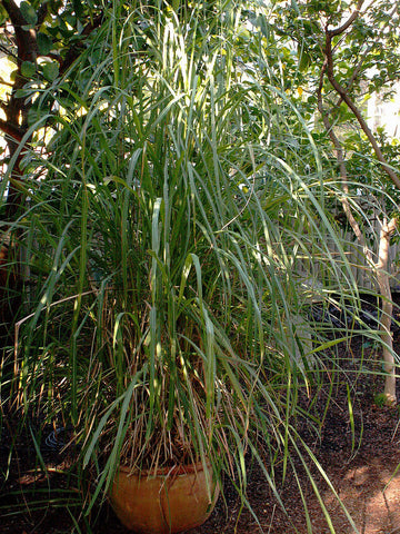 Cymbopogon flexuosus, East Indian Lemon Grass