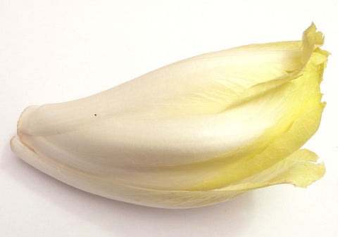 Cichorium Intybus, Chicory - Brussels Witloof