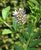 Photo: "Glycyrrhiza glabra inflorescence" by Pharaoh han - Own work. Licensed under CC BY-SA 3.0 via Wikimedia Commons.